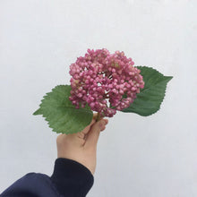 c6d4c846c2419c24f5dee5b5d21ec887